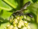 Isodontia mexicana (Mexican Grass-carrying Wasp).jpg
